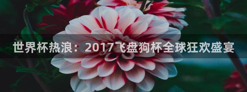 世界杯预赛赛程：世界杯热浪：2017飞盘狗杯全球狂欢盛宴